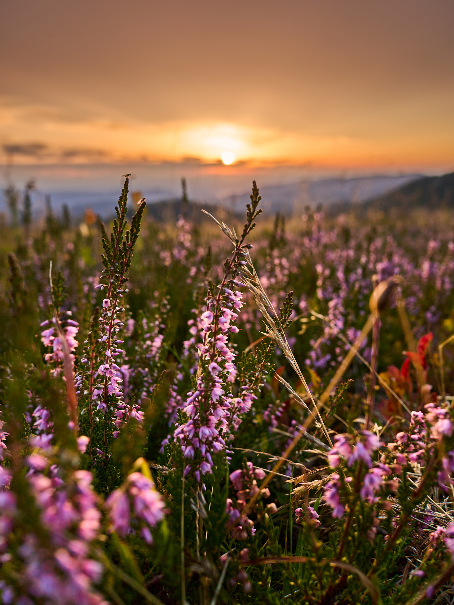 Isabel Coaching - Sonnenuntergang Berge - Blumen
